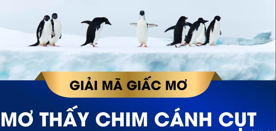 Giải mã giấc mơ chim cánh cụt và những bộ số may mắn nhất 1 Chiêm bao thấy chim cánh cụt là điềm báo gì?